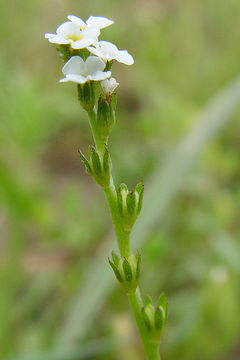 Image of stalked popcornflower