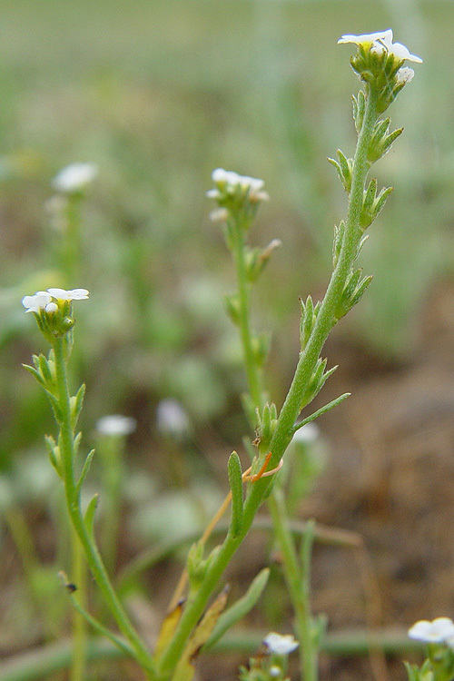 Слика од Plagiobothrys stipitatus var. micranthus (Piper) I. M. Johnst.