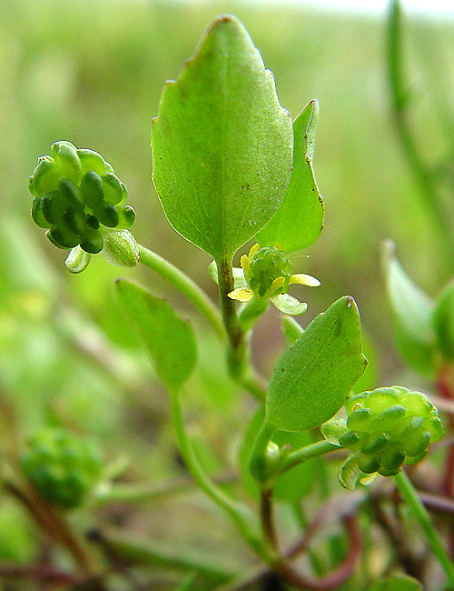 Image de Ranunculus bonariensis subsp. trisepalus (Gill. ex Hook. & Arnott) J. Molero