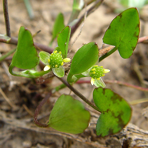 Image de Ranunculus bonariensis subsp. trisepalus (Gill. ex Hook. & Arnott) J. Molero