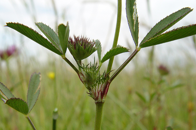 Image of tomcat clover