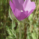 Image of hairy checkerbloom