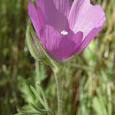 Imagem de Sidalcea hirsuta A. Gray