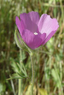 Слика од Sidalcea hirsuta A. Gray