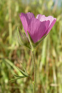 Слика од Sidalcea hirsuta A. Gray