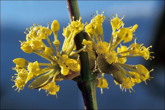 Image of Cornelian cherry dogwood