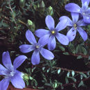 Plancia ëd Cyananthus microphyllus Edgew.