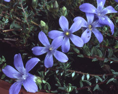 Image of Cyananthus microphyllus Edgew.