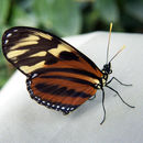 Heliconius hecale Fabricius 1775 resmi