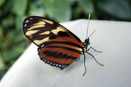 Image of Heliconius hecale Fabricius 1775