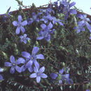 Image of Cyananthus microphyllus Edgew.