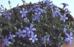 Image of Cyananthus microphyllus Edgew.