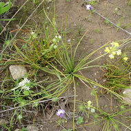 Image of Howell's Quillwort