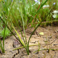 Image of Orcutt's Quillwort