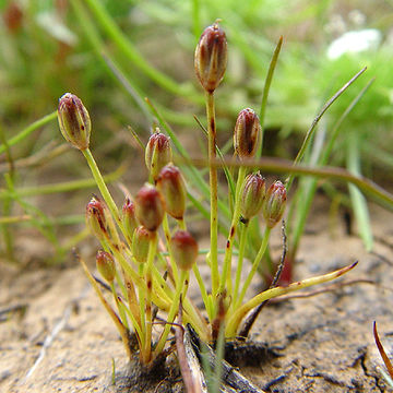 Image de Juncus uncialis Greene