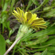 Plancia ëd Leontodon saxatilis Lam.