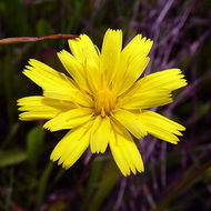 Plancia ëd Leontodon saxatilis Lam.