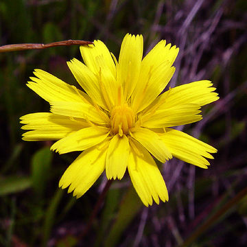 Leontodon saxatilis Lam. resmi