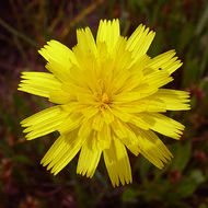 Image of lesser hawkbit