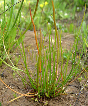 Image of Flowering-Quillwort