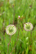 Image of ribbed fringepod