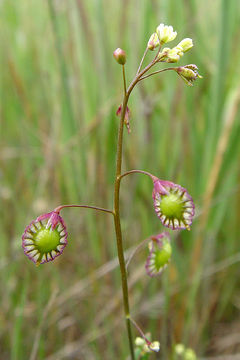 Image of ribbed fringepod