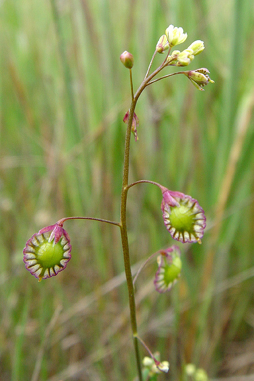 Image de Thysanocarpus radians Benth.