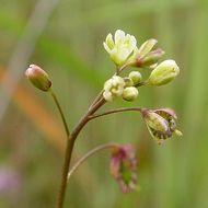 Image de Thysanocarpus radians Benth.