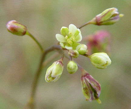 Image of ribbed fringepod