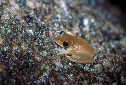 Image de <i>Litoria dayi</i>