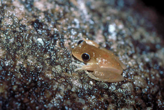 صورة <i>Litoria dayi</i>