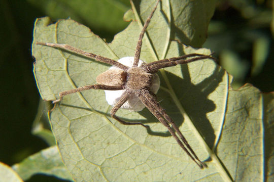 Image of Nursery Web Spiders