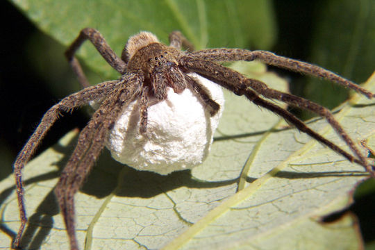 Image of Nursery Web Spiders