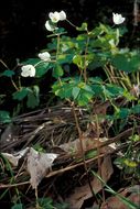 Image of Rue-leaved Isopyrum