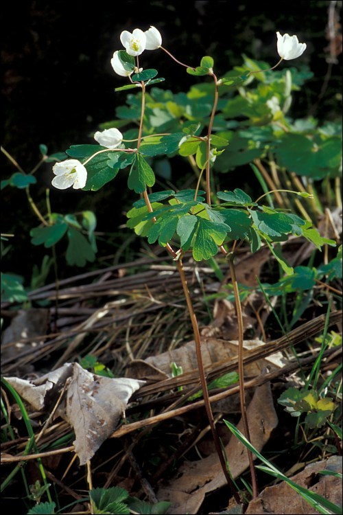 Image of Isopyrum thalictroides L.