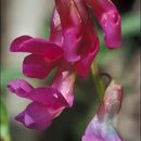 Image of <i>Lathyrus <i>vernus</i></i> ssp. vernus