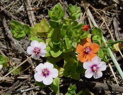 Lysimachia arvensis (L.) U. Manns & Anderb. resmi