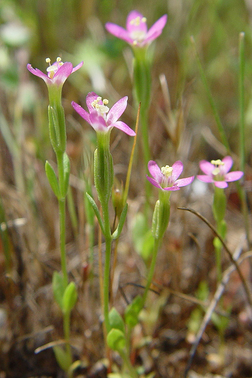 Image de <i>Zeltnera muehlenbergii</i>