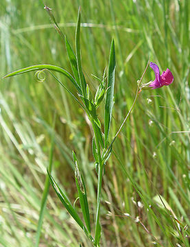 Lathyrus hirsutus L.的圖片