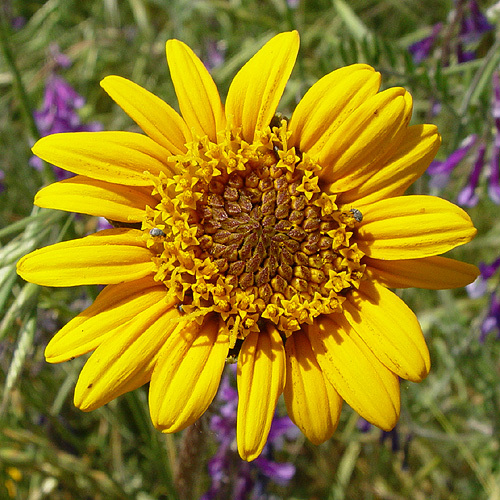 Wyethia angustifolia (DC.) Nutt. resmi