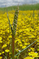 Image of Pacific foxtail