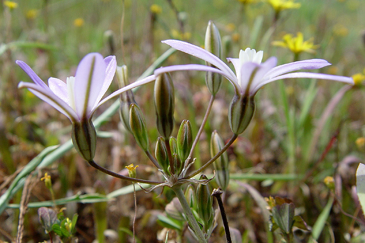 Sivun Brodiaea nana Hoover kuva