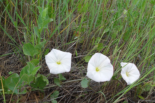 Image of Field Bindweed