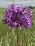 Sivun Dichelostemma multiflorum (Benth.) A. Heller kuva