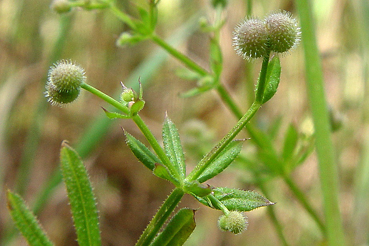 Plancia ëd Galium aparine L.