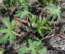 Geranium carolinianum L. resmi