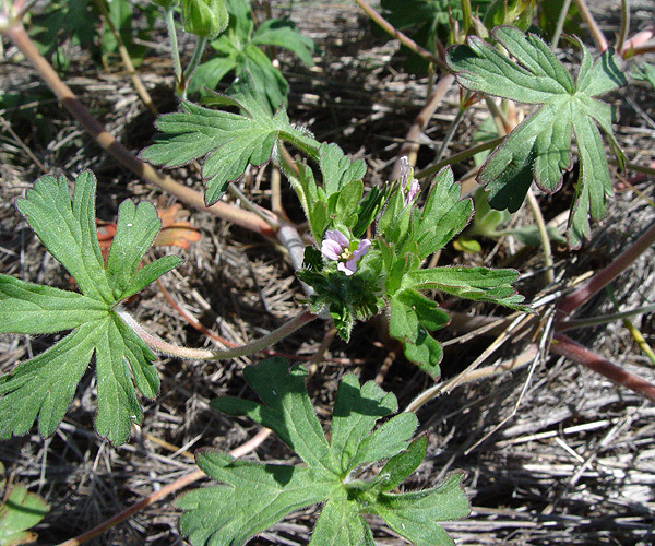 Image of Carolina geranium