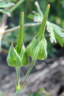 Image of Carolina geranium