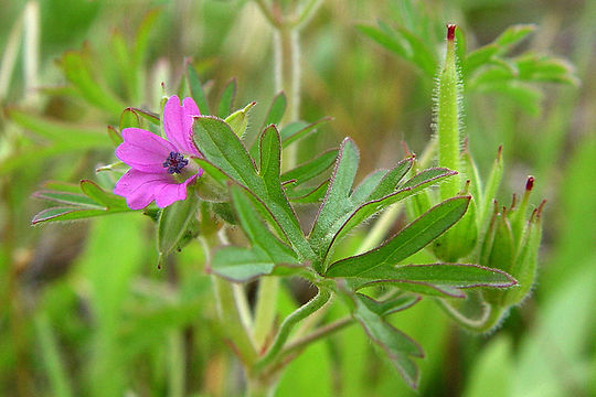 Plancia ëd Geranium dissectum L.