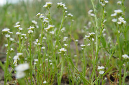 Image of stalked popcornflower